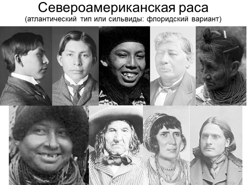 Североамериканская раса (атлантический тип или сильвиды: флоридский вариант) \